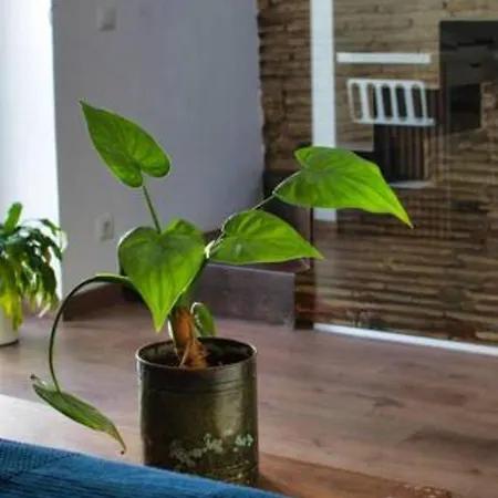 Tatil Evi Casa San Vicente Casa Comoda Y Bien Ubicada En Cerca Del Mar *